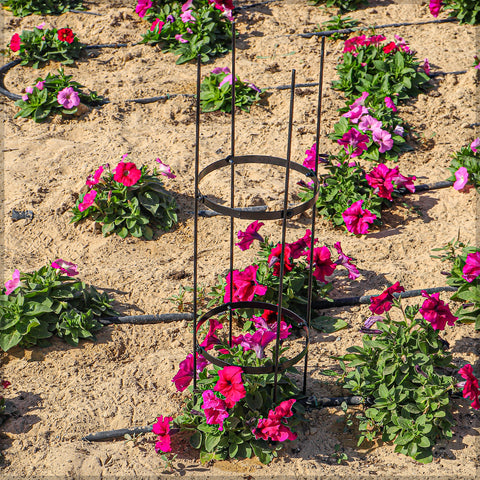 climbing rose trellis