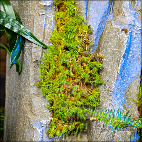 قطعة واحدة من صخور المناظر الطبيعية الزخرفية (حجر فقط)