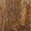 moss wall sheet