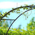 Garden arch, Decorative garden arch