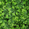 Artificial green wall panel, Decoration green wall panels