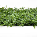 Artificial green wall panel, Decoration green wall panels