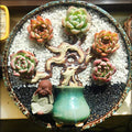 Enhance your garden or home with our Decorative White Stones.